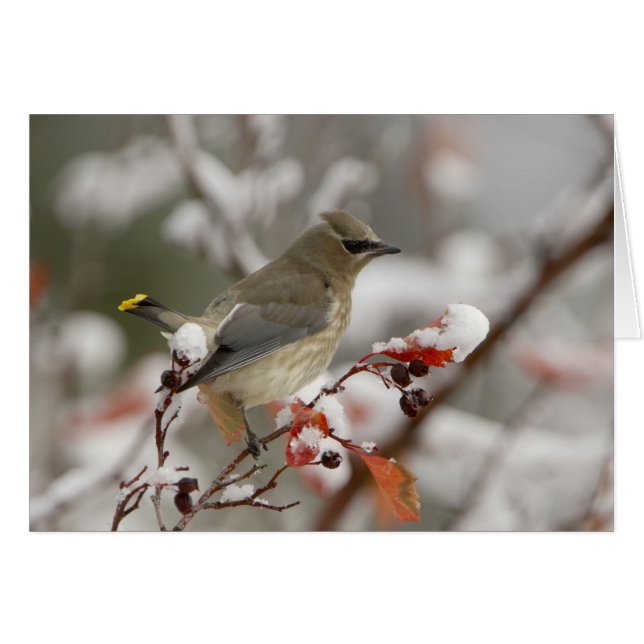 Cedar Waxwing de adultos con nieve (Anverso (Horizontal))