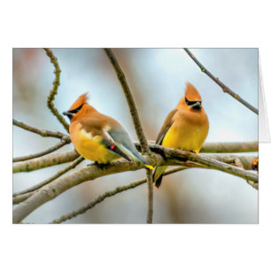 Cedar Waxwing - Fotografía original