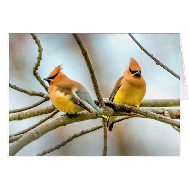 Cedar Waxwing - Fotografía original (Anverso (Horizontal))