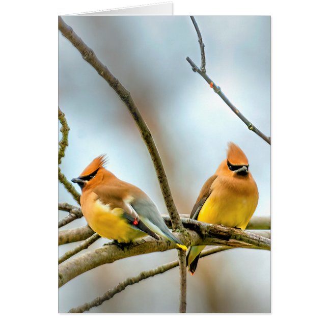 Cedar Waxwing - Fotografía original (Frente)