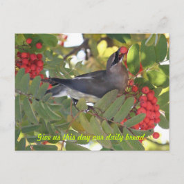 Cedar Waxwing - Pan diario - Postal
