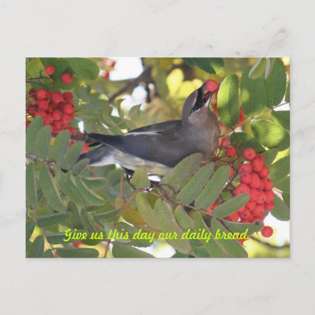 Cedar Waxwing - Pan diario - Postal (Anverso)