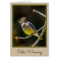 Cedar Waxwing Songbird Foto original de ave silves