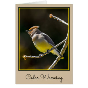 Cedar Waxwing Songbird Foto original de ave silves