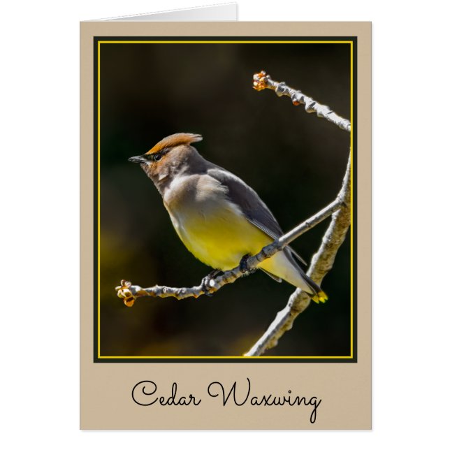 Cedar Waxwing Songbird Foto original de ave silves (Frente)
