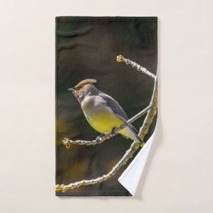 Cedar Waxwing Songbird Foto original de ave silves