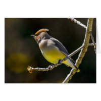 Cedar Waxwing Songbird Foto original de ave silves