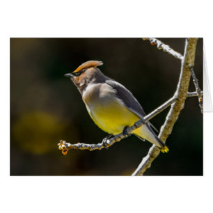 Cedar Waxwing Songbird Foto original de ave silves
