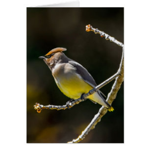 Cedar Waxwing Songbird Foto original de ave silves