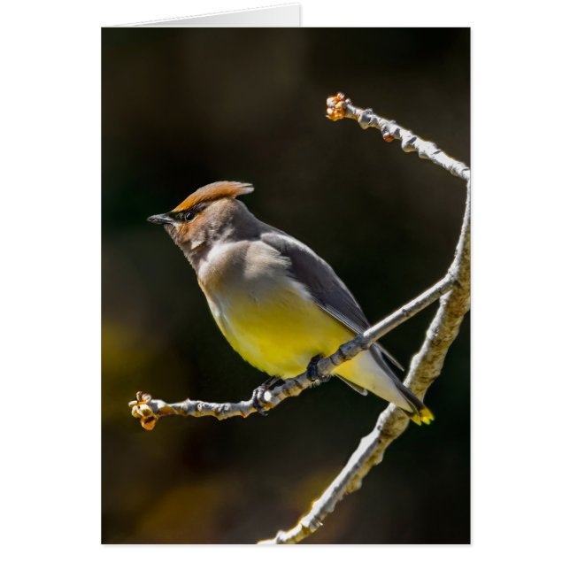 Cedar Waxwing Songbird Foto original de ave silves (Frente)