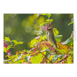Cedar Waxwing Y Poke Berries En Un Árbol