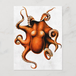 Cefalopoda de la postal de las Islas Hawái