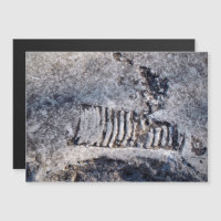 Cefalopodo Nautiloide Fósil Molusco del Mar Antigu