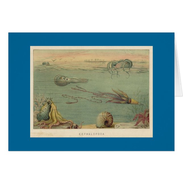 Cefalópodos (Anverso (Horizontal))