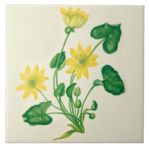 Celandine de la baldosa cerámica de la cocina del
