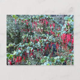 CELEBRACIÓN DEL COLOR DE CALIFORNIA: POSTAL DE ENE