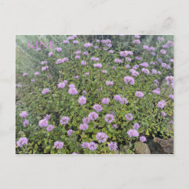 CELEBRACIÓN DEL COLOR DE CALIFORNIA: POSTAL DE JUN