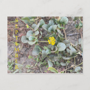 CELEBRACIÓN DEL COLOR DE CALIFORNIA: POSTAL DE SEP