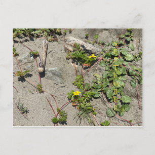 CELEBRACIÓN DEL COLOR DE CALIFORNIA: postal de sep