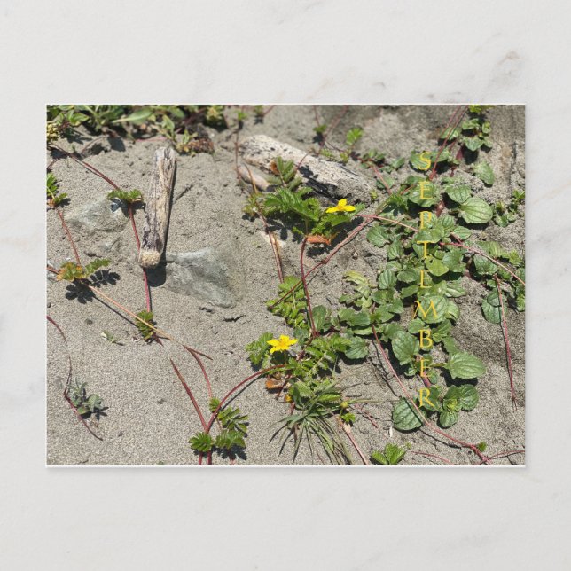 CELEBRACIÓN DEL COLOR DE CALIFORNIA: postal de sep (Anverso)