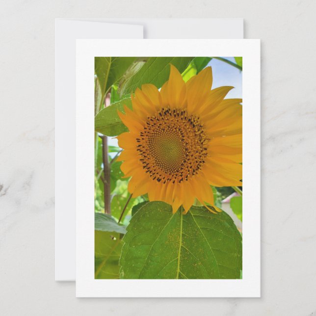 Celebraciones soleadas: Invitación Personalizado (Anverso)
