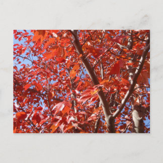 Celebrar la postal de otoño