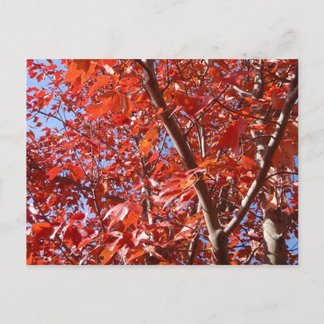 Celebrar la postal de otoño (Anverso)