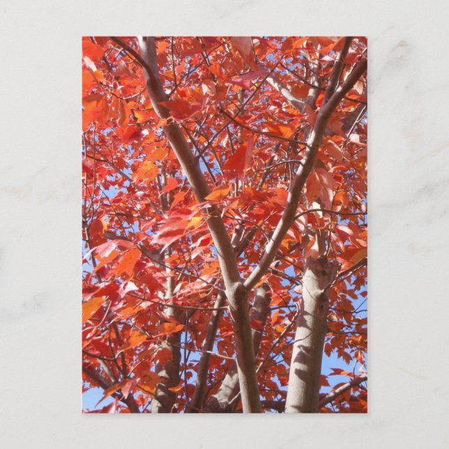 Celebrar la postal de otoño (Anverso)
