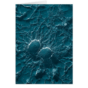 Células bacterianas del cierre del estafilococo