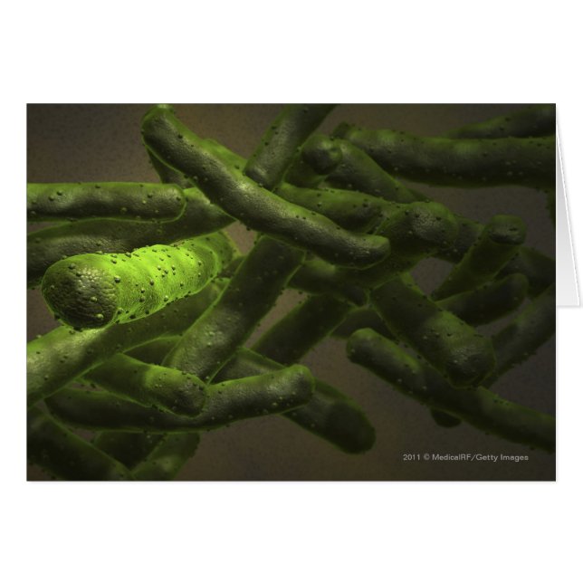 Células de la tuberculosis de micobacteria (Anverso (Horizontal))