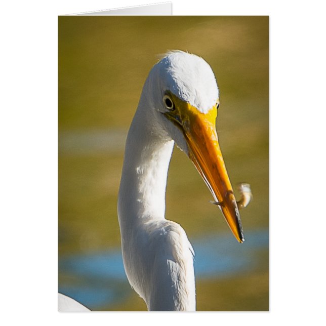 Cena para Ibis blanco (Frente)