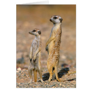 Centinelas de suricata (Suricata suricatta), Karas