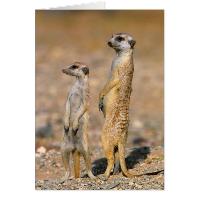 Centinelas de suricata (Suricata suricatta), Karas (Frente)