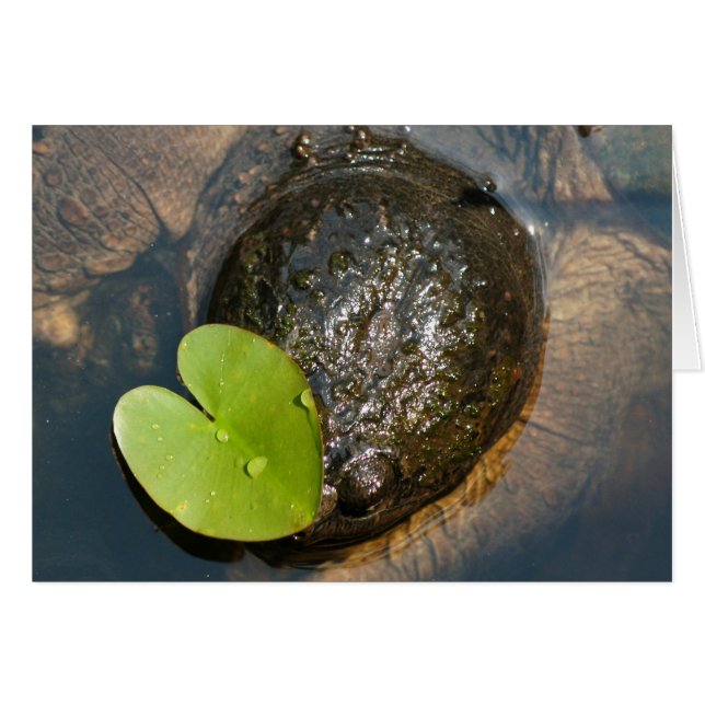 Centrado (Anverso (Horizontal))