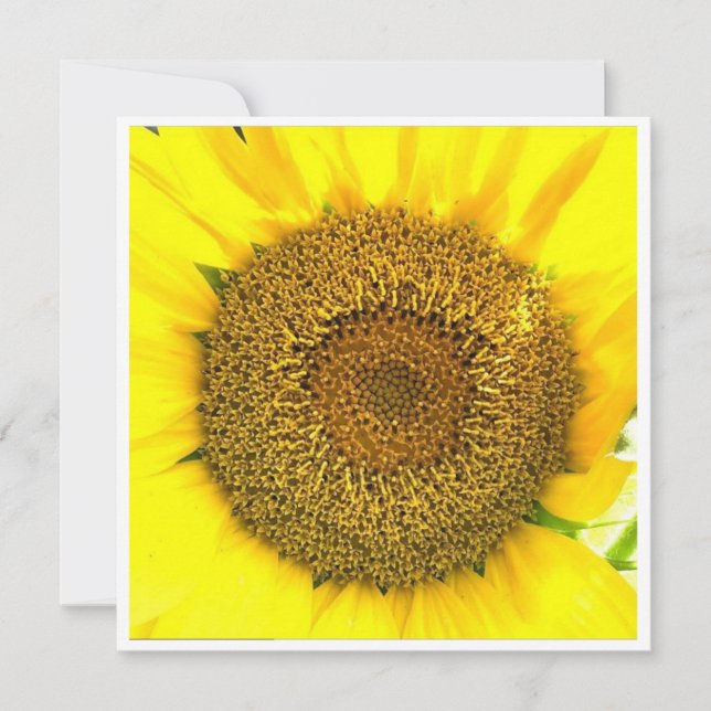 Centro de Girasol (Anverso)