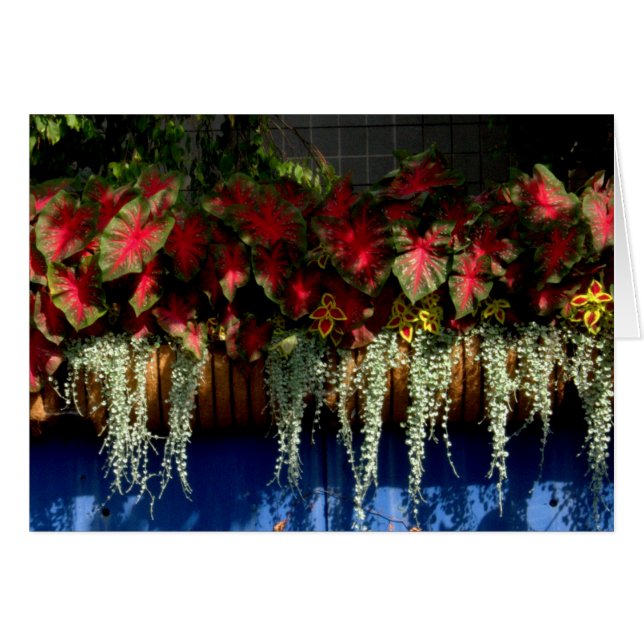 Centro de jardinería #34 de Wegerzyn (Anverso (Horizontal))