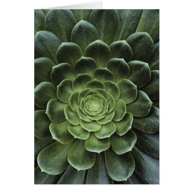 Centro del cactus (Frente)