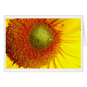Centro Sunshine