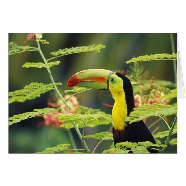 Centroamérica, Honduras. Toucan con la factura de  (Anverso (Horizontal))