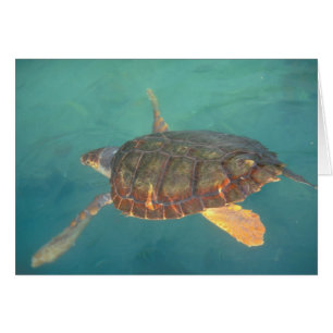 Centroamérica, Panamá, Bocas Del Torro