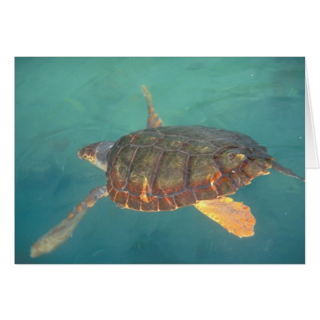 Centroamérica, Panamá, Bocas Del Torro (Anverso (Horizontal))