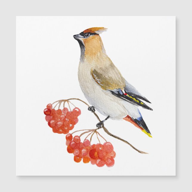 Cepillo de aves de la selva acuarela (Anverso)