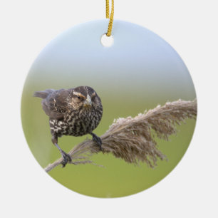 Cerámica Adorno de foto de pájaro