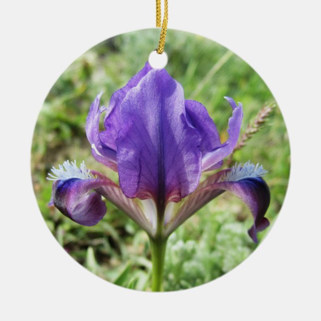 Cerámica Adorno de Iris Silvestre (Frente)