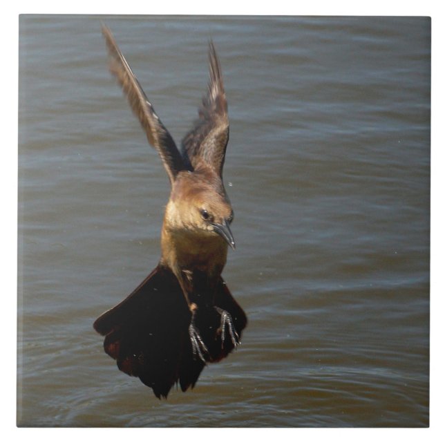 Cerámica Ave gruesa de cuervo Volando sobre el agua Azulejo (Frente)