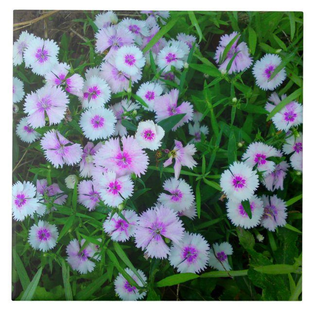 Cerámica Azulejo de Flor de Dianthus Blanca (Frente)