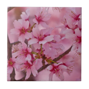 Cerámica Azulejo de Flores de Cerezo Japonesas Bañadas en R
