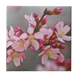 Cerámica Azulejo de Flores de Cerezo Japonesas Rosa Suave