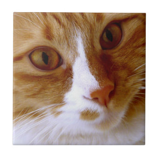 Cerámica Azulejo de Gato en Primer Plano