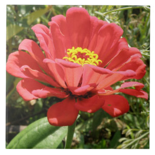 Cerámica Azulejo de Zinnia Roja